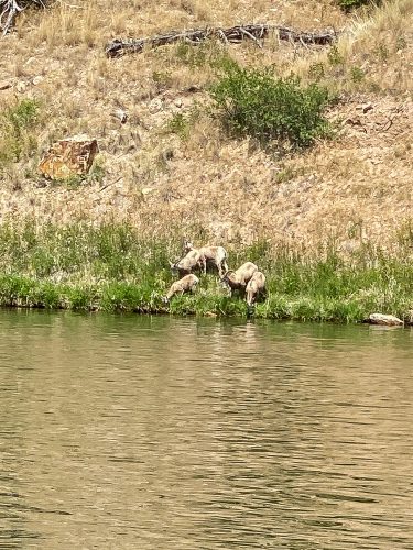 A band of bighorn sheep coming down to water - Best Montana Fishing