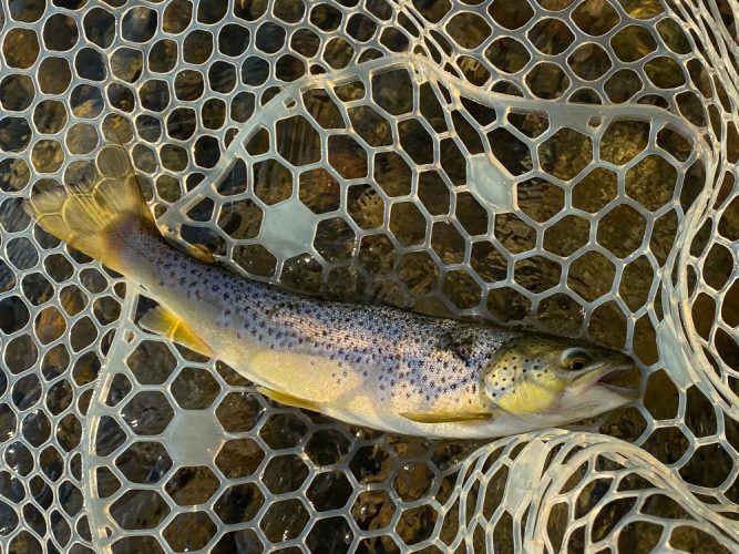 Brown trout on the dropper to get us started - Bitterroot Trout Fishing Guide