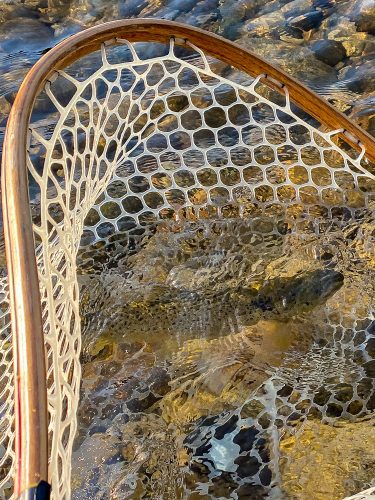 It was a brown trout kind of morning - Bitterroot Trout Fishing Guide