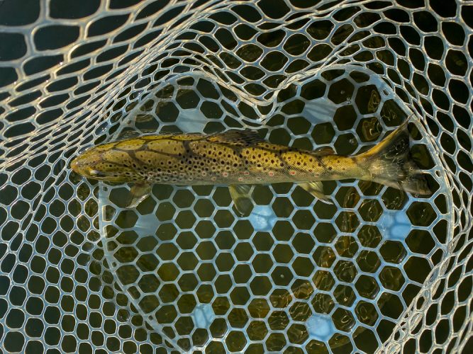 It was a brown trout kind of morning - Bitterroot Trout Fishing Guide