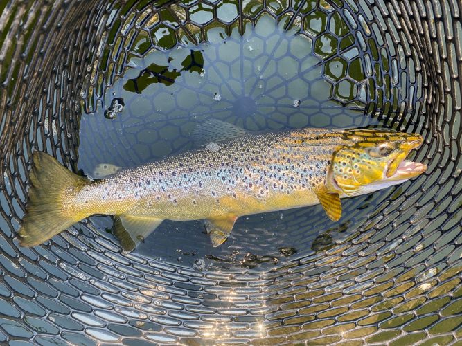 A quality brown and a bunch of big rainbows on the upper river - Best Montana Fishing