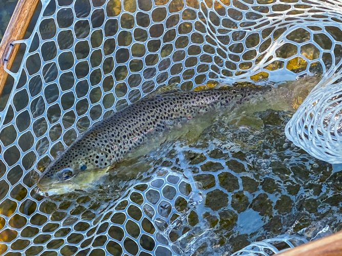 It was a brown trout kind of morning - Bitterroot Trout Fishing Guide