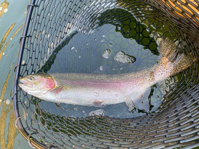 A quality brown and a bunch of big rainbows on the upper river - Best Montana Fishing