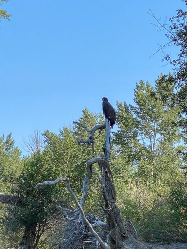 Young bald eagle keeping an eye on us - Bitterroot Trout Fishing Guide