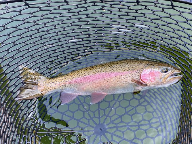 First fish was a beauty - Montana Trout Fishing July Report