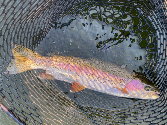 A quality brown and a bunch of big rainbows on the upper river - Best Montana Fishing