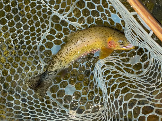 We were having too much fun telling stories and catching fish and didn't take many pics today - Bitterroot Trout Fishing Guide