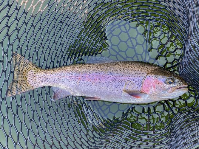 These LOG fish are just built different - Montana Trout Fishing July Report