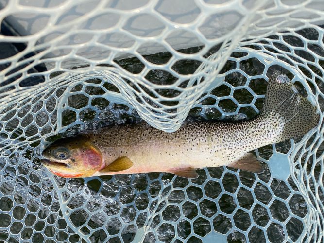 We were having too much fun telling stories and catching fish and didn't take many pics today - Bitterroot Trout Fishing Guide