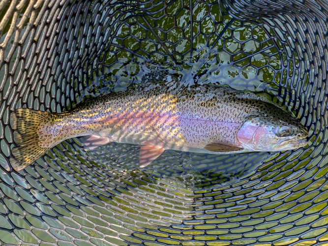 Healthy rainbow early on - Best Montana Fishing