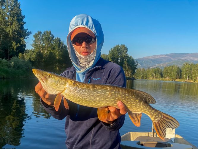 A decent pike right at the put in - Bitterroot Trout Fishing Guide