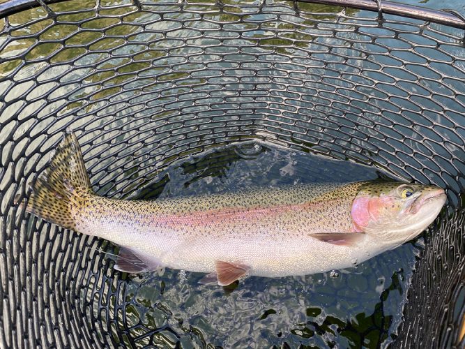 LOG rainbows are just built different.  This one nearly made the backing - Best Montana Fishing