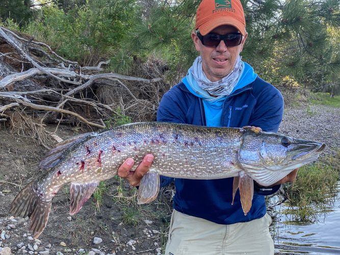 Then this big, battle scarred girl ate Jim's fly - Bitterroot Trout Fishing Guide