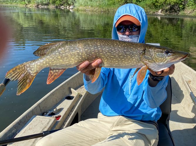 It was a steady stream of action for Jim with 2 or 3 fish coming out of almost every spot - Bitterroot Trout Fishing Guide