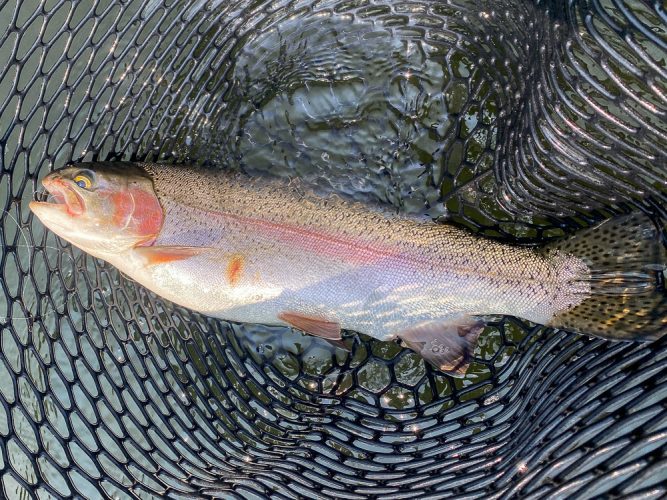 It was a steady stream of big, gorgeous rainbows in the net - Best Montana Fishing