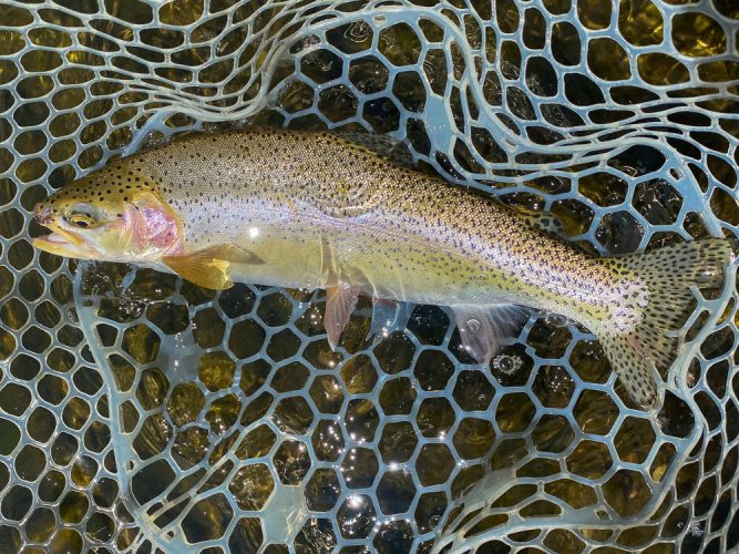 Plenty of healthy cuttbows and cutts - Bitterroot Trout Fishing Guide