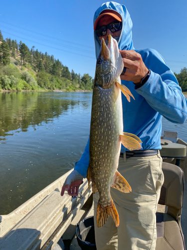 It was a steady stream of action for Jim with 2 or 3 fish coming out of almost every spot - Bitterroot Trout Fishing Guide