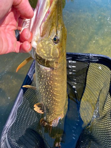 It was a steady stream of action for Jim with 2 or 3 fish coming out of almost every spot - Bitterroot Trout Fishing Guide