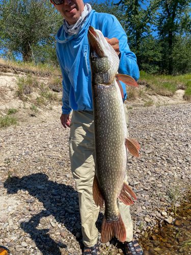 Jim had a banner day of pike fishing today! - Bitterroot Trout Fishing Guide