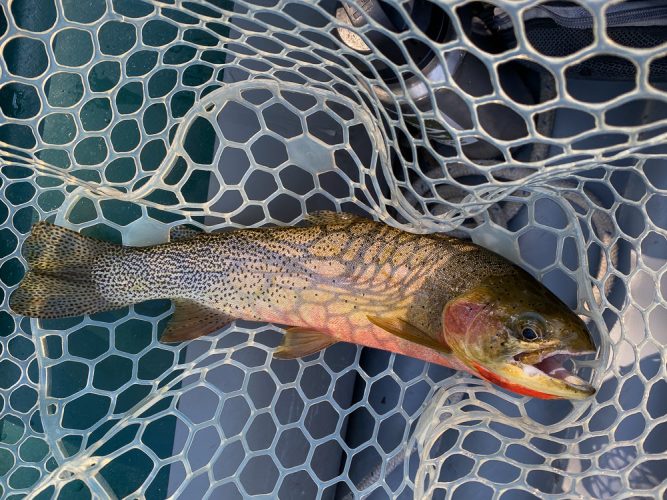 A solid cutthroat for Remmi on the big dry fly - Bitterroot Trout Fishing Guide