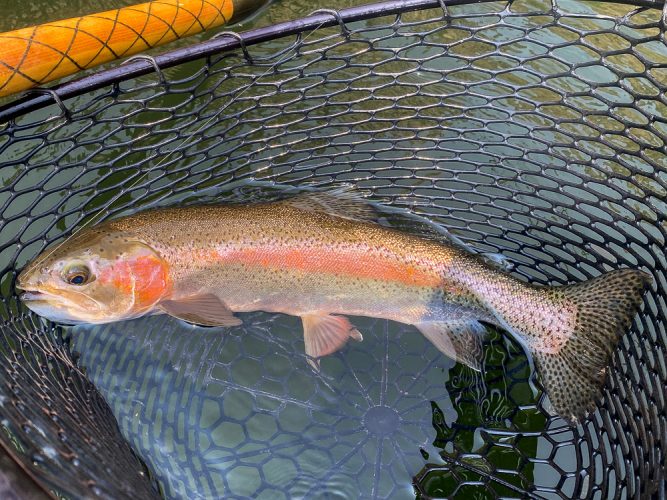 It was a steady stream of big, gorgeous rainbows in the net - Best Montana Fishing