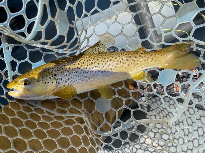 A few brown trout mixed in - Bitterroot Trout Fishing Guide