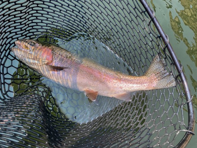 It was a steady stream of big, gorgeous rainbows in the net - Best Montana Fishing