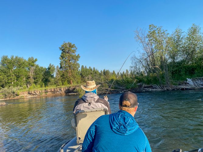 Chris hooked up first thing in the morning - Montana Trout Fishing July Report