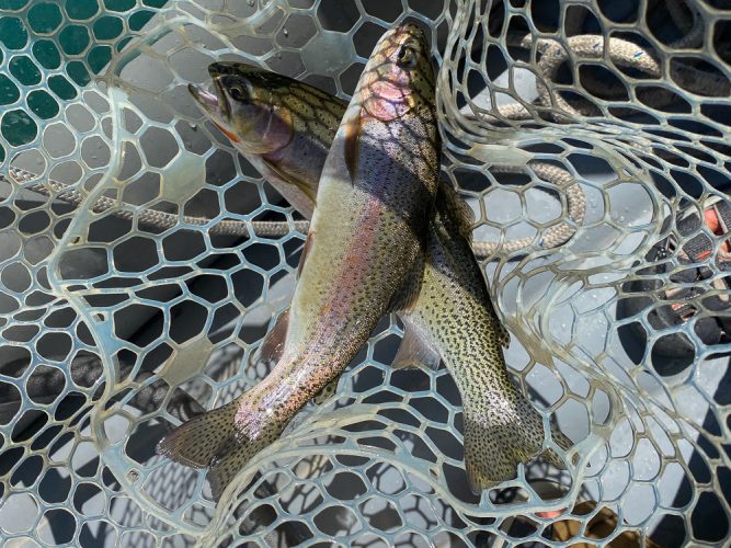 A double to finish up the day - Bitterroot Trout Fishing Guide