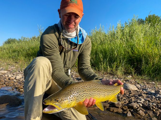 I don't get to hold a trout rod often and this brown was a big surprise today - Montana Trout Fishing July Report