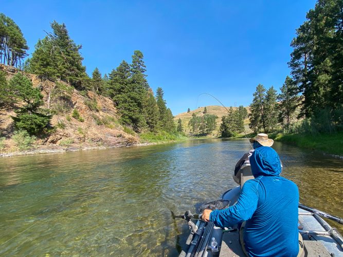 Chris was hooked up on dries most of the day - Montana Trout Fishing July Report