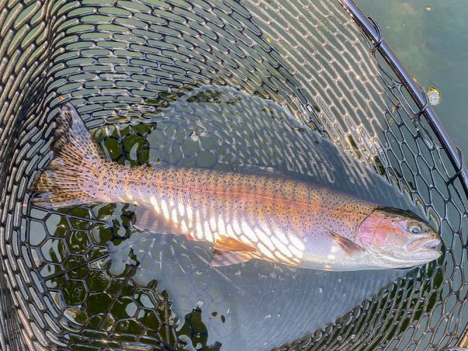 These fish at LOG are something else right now - Best Montana Fishing