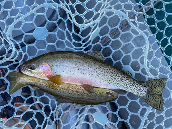 The ladies had a few doubles today - Bitterroot Trout Fishing Guide