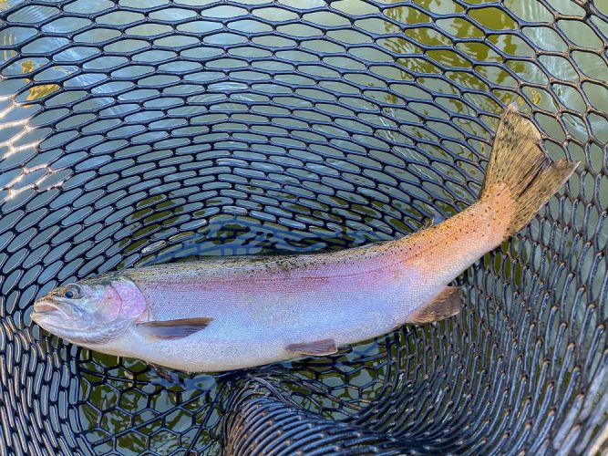 Plenty of nice rainbows willing to cooperate - Fishing the Land of the Giants