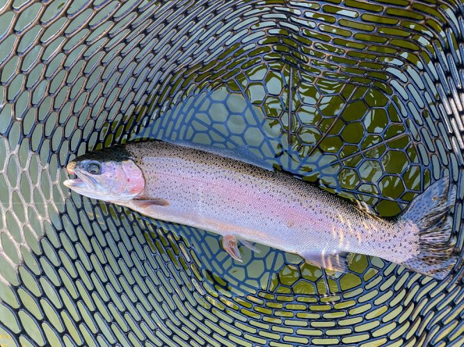 Plenty of nice rainbows willing to cooperate - Fishing the Land of the Giants