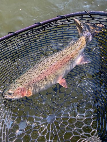 The deep nymph rod produced well early - Fishing the Land of the Giants