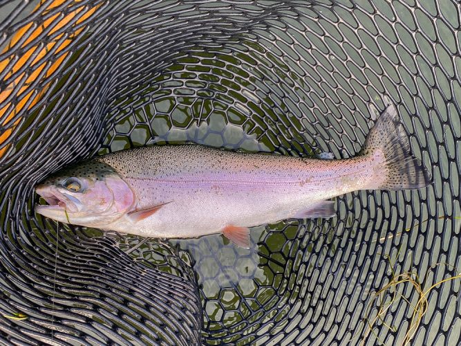 Not a bad pair to start the day with - August Fishing