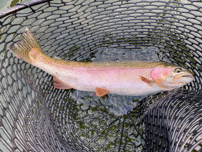 Not a bad pair to start the day with - August Fishing