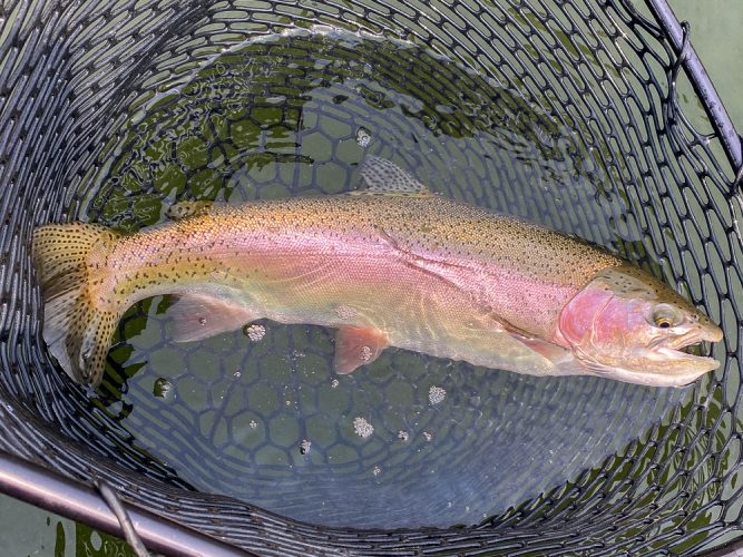 A massive flawless rainbow - August Fishing