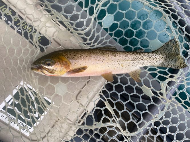 We had good action on dries from some quality cutthroat - August Fishing