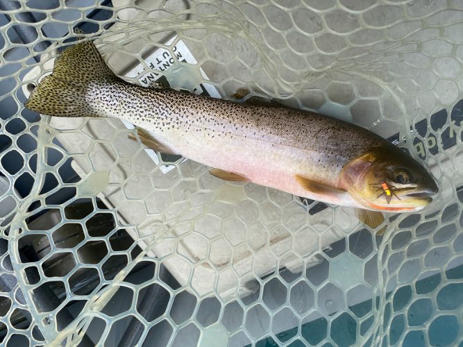 We had good action on dries from some quality cutthroat - August Fishing