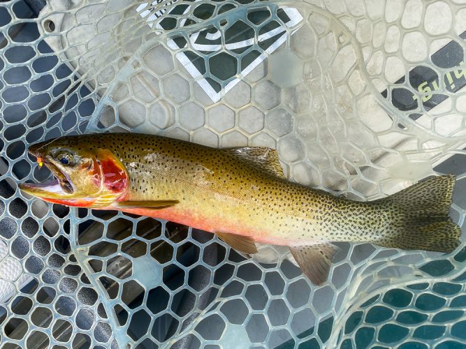 Bright, glossy colors on this dry fly eater - August Fishing