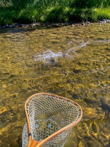 Feisty cutthroat coming to the net - Montana Fishing Guide Report