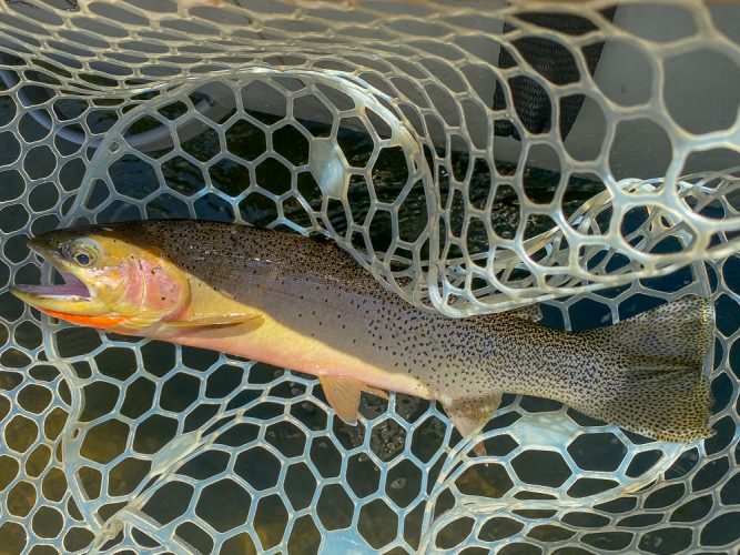 Some quality cutts eating dries today - Montana Fishing Guide Report