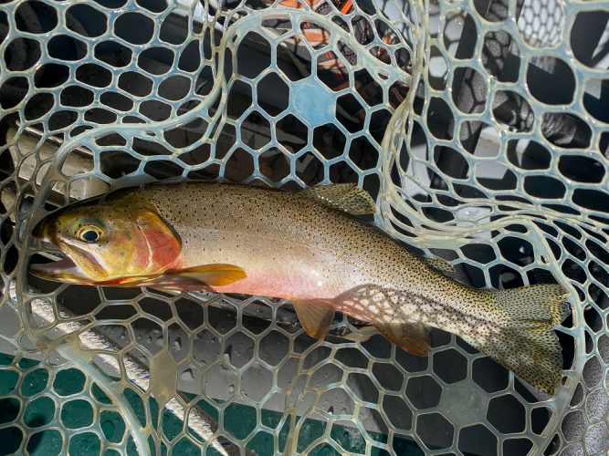 Some quality cutts eating dries today - Montana Fishing Guide Report