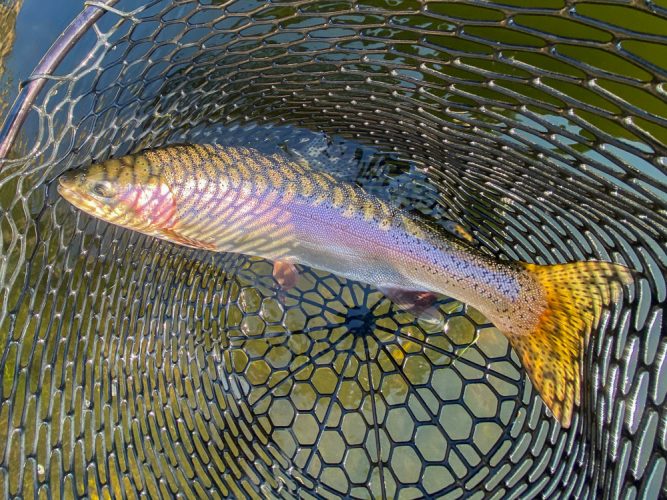 Nice rainbow to start the day with - Montana Fishing Guide Report