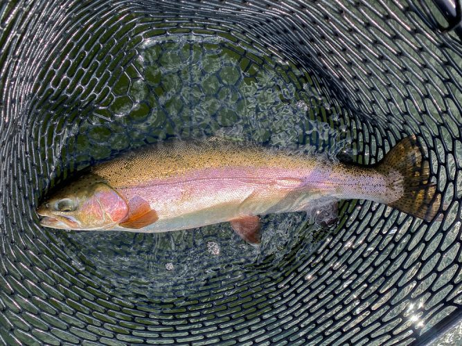 Another LOG rainbow ready for release - Montana Fishing Guide Report