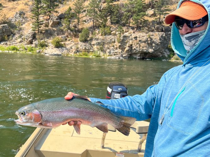 Not very often that trout have fat rolls, but this bow hasn't missed any meals - Montana Fishing Guide Report