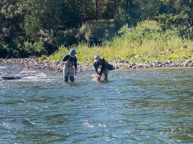 Releasing a fish across the river from us - Montana Fishing Guide Report