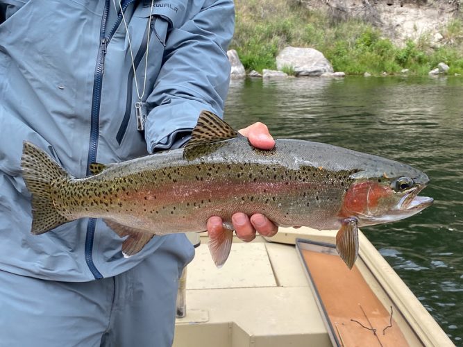 Picture perfect specimen - Fishing the Land of the Giants